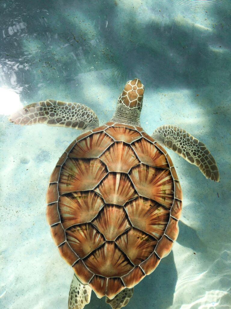 swimming with sea turtles in Zanzibar’s crystal-clear waters, one of the best countries in africa 