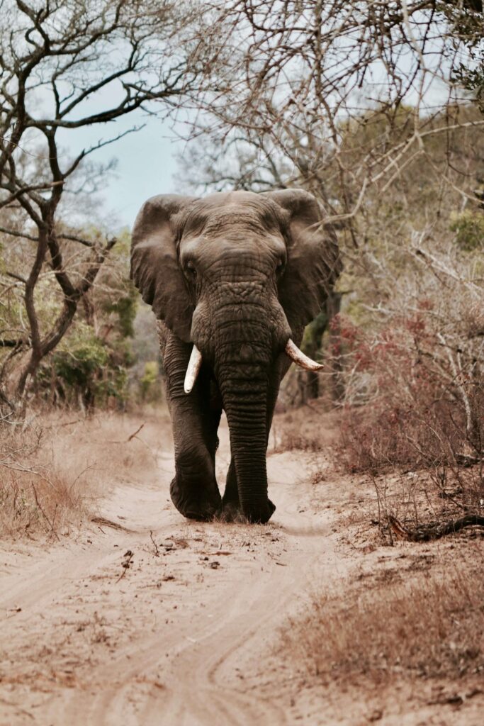 Herd of elephants crossing the plains in Hwange National Park in zimbabwe , one of the best african countries to visit in 2025.