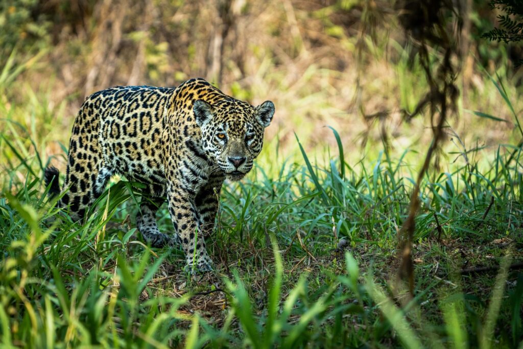 discover jaguar , in pantanal , brazil safari . one of Best travel spots in the americas 2025